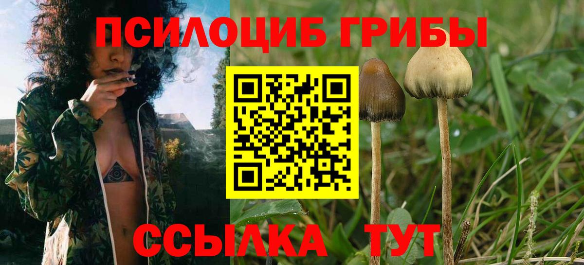 Псилоцибиновые грибы Psilocybe Кызыл